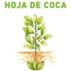 ANATOMIA DE LA HOJA DE COCA