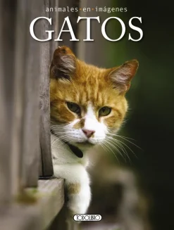GATOS ANIMALES EN IMAGENES