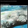 HISTORIA DE UNA BALLENA BLANCA